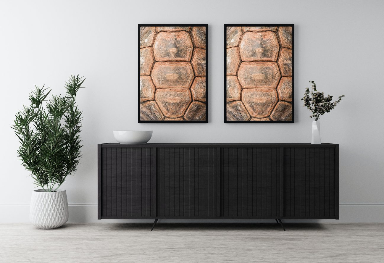 Zwei Kunstwerke eines Schildkrötenpanzers von oben die nebeneinander an der Wand hängen